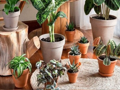 Кімнатні рослини в холодну пору: прості правила догляду