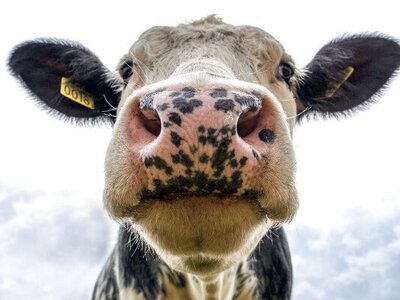 «Голодні корови» розгромили село в Англії — What’s The Jam