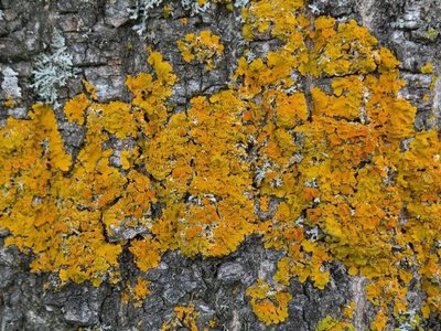 Як позбутися моху та лишайників на деревах? 