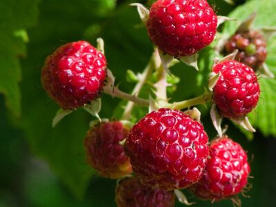 Українська малина підкорила ЄС: чому ягоди стали дорожчими за м'ясо?