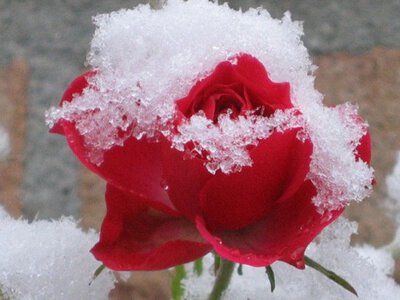 Поради від садівників: як укрити троянди на зиму, щоб вони не померзли