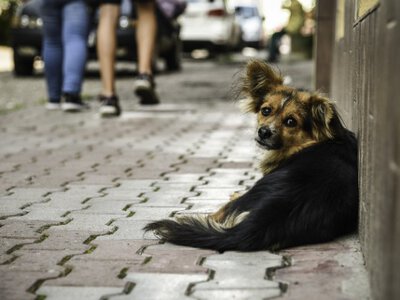 У Чернівцях біля вокзалу отруїли двох безпритульних собак: що відомо?