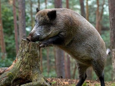 На Закарпатті грибника ледь не роздер лютий кабан: врятував лише пес