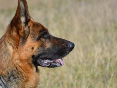 Песик Хазар допоміг знайти зниклого хлопчика