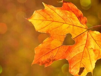 Чи буде ще бабине літо цього року: що кажуть в Укргідрометцентрі