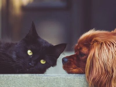 Кошеня вдарило лапою гігантського пса, реакція собаки розсмішить будь-кого