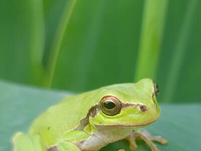 Африканські жаби, що мешкають на деревах, пропускають фазу пуголовка і народжують живих жабенят - відкриття вчених