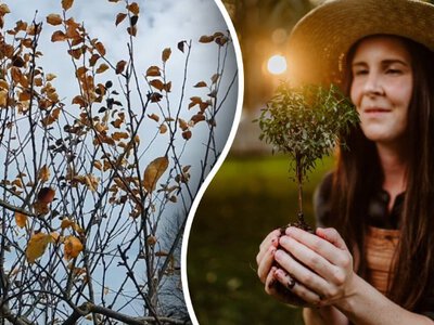 Обприскування саду в листопаді: садівник пояснив важливу деталь