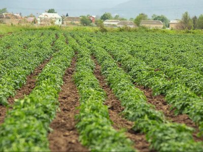 Чи можна у 2025 році приватизувати город, яким ви вже багато років користуєтесь