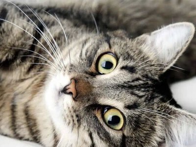 Чому котам варто додавати риб’ячий жир у раціон: блискуча шерсть, здорове серце й міцні суглоби