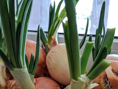 Зробіть у цьому дірки – і зелена цибуля ростиме вдома всю зиму. Пророщування без землі й бруду