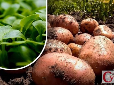 Як відновити грунт після картоплі