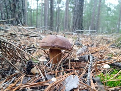 Осінні дари Полісся: навіть у листопаді грибний сезон триває