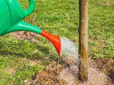 Як і навіщо поливати дерева та кущі у листопаді: поради садівникам