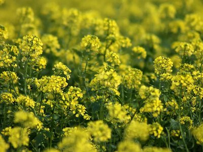 Не користь, а шкода: п’ять сидератів, які не варто сіяти на городі 