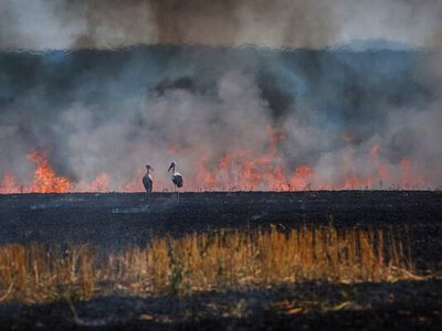 Житель Тернопільщини оштрафований на 3 тис. грн за спалювання стерні