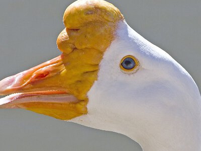 Українець вирощує стародавню породу гусей і лавандових качок