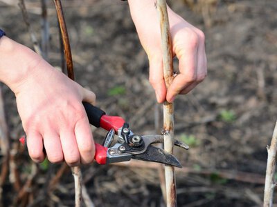 Як підготувати малину до зими: поради досвідчених садівників