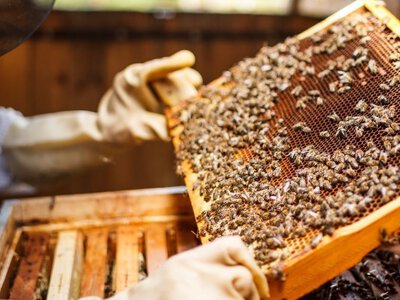 Старі бджолярі розкрили секрет: як врятувати пасіку перед морозами!