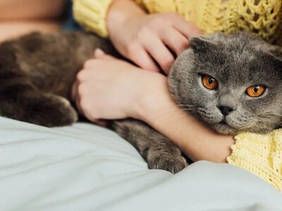 Чрму кішки нелюблять деяких людей