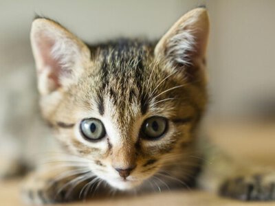 У Львові від сказу померла жінка яку вкусило кошеня