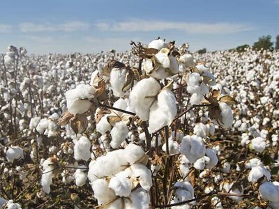 Другий рік експерименту: в Одеській області випробували вже 22 сорти бавовнику