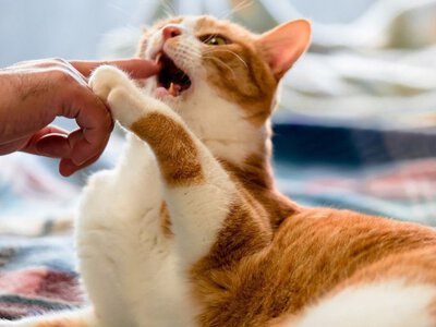 Вчені радять цим людям завести кота