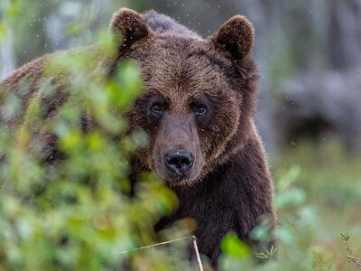 Бурі ведмеді у Карпатах дивують українців
