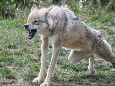 В Україні масово помічають вовків: жителів закликають бути обачними