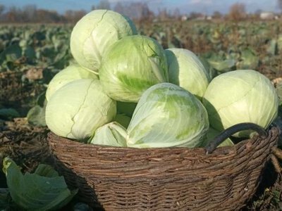 Син купив розсаду, його забрали на війну: як подружжя почало вирощувати капусту