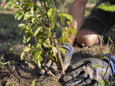 Подаруйте дитині рослину — і побачите диво, яке змінює все