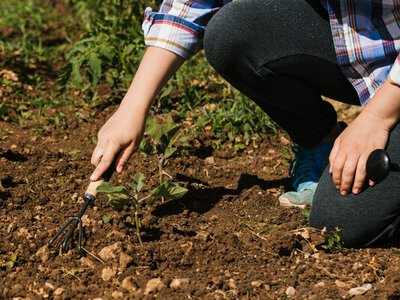 Чому садівники вкривають землю восени: головні переваги мульчі