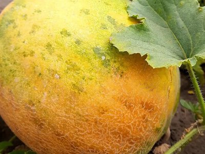 Чернігівський овочівник вирощує найсмачніші дині і ділиться насіння безкоштовно