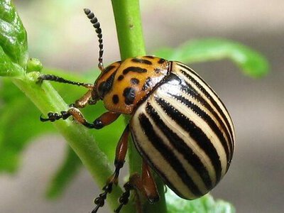Колорадських жуків пропонують знищувати за допомогою лазера
