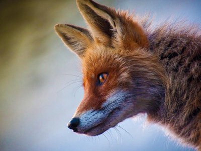 Нічні візитери: лисиці масово заходять у під'їзди. Мешканці б'ють на сполох!