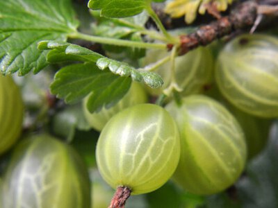 У листопаді обробіть аґрус цими засобами. Точні пропорції та правила