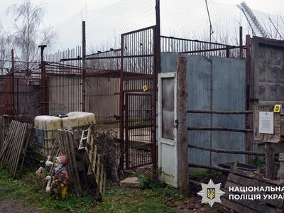 У Хмельницькому всім світом ловили левів, що втекли