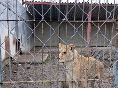 Двох левиць, які втекли з вольєра у Хмельницькому, передадуть до Центру порятунку диких тварин