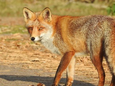 Де в Україні дозволено відстріл вовків, шакалів та лисиць через спалах сказу