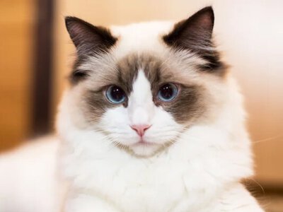 Мережі насмішила кішка, яка затишно влаштувалася в мультиварці (відео)