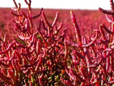 Під Одесою росте делікатес з меню нідерландських ресторанів: що таке солерос