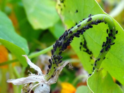 Попелиця переживає зиму на молодих пагонах саду і вже восени можна зупинити її весняне нашестя