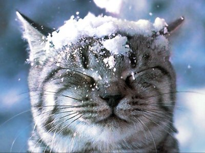 Сніг накрив частину України: де сьогодні все побіліло (фото, відео)