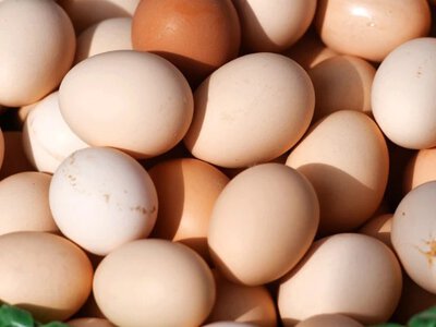 ТОП виробників яєць у Європі: де Україна?
