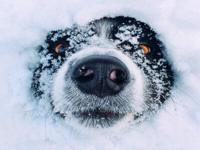 Коли Україну засипле снігом? Названо точну дату