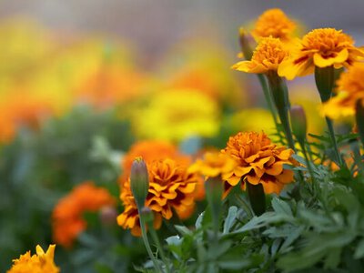 Три гарні квітки, які не можна дарувати: народні прикмети пояснюють причину 