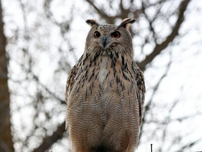 У дику природу Одещини випустили чотирьох червонокнижних птахів