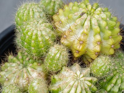 Чому жовтіє кактус і як врятувати рослину: головні причини та поради