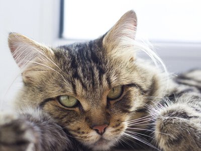 Як правильно вибачитися перед кішкою: зоопсихологи назвали дієвий спосіб повернути довіру