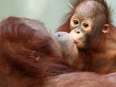 Еволюція поцілунку: нове дослідження переносить “перший поцілунок” на 17 мільйонів років назад